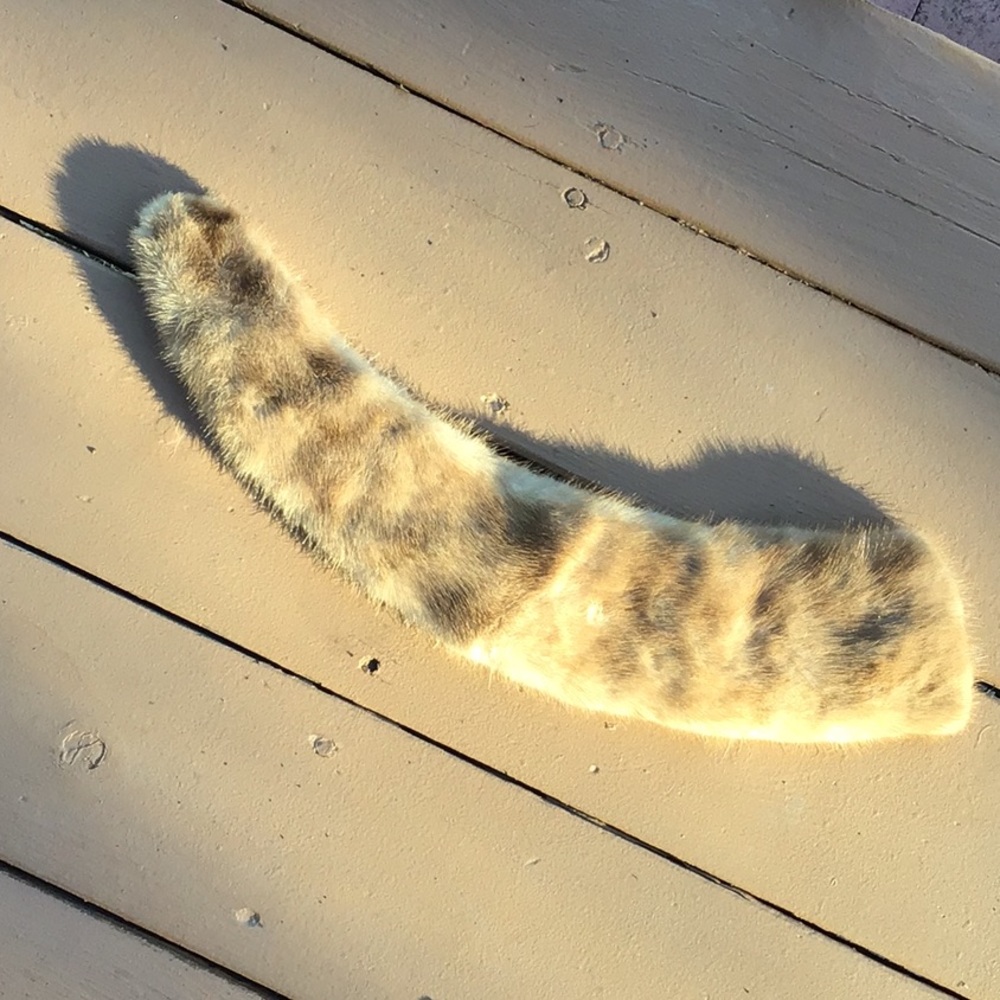 MINK collar, SAPHIRE, one piece